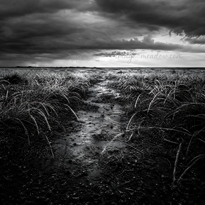A landscape shows a wide meadow with dry grasses and patches of water collecting on the ground. Clouds loom above, indicating recent rain in the area. Presented