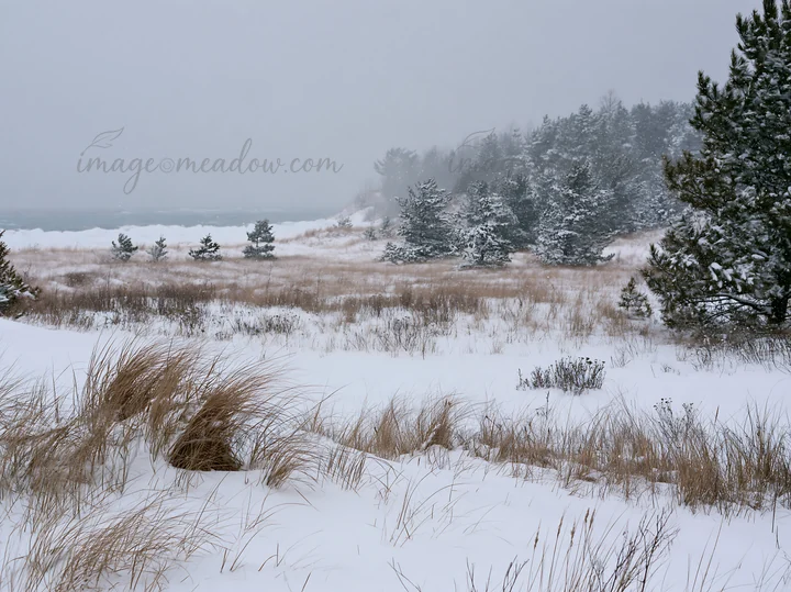 A snowy dune meadow with patches of grass and trees stands near the coast. The scene shows soft snow falling, creating a quiet atmosphere on a winter day at the