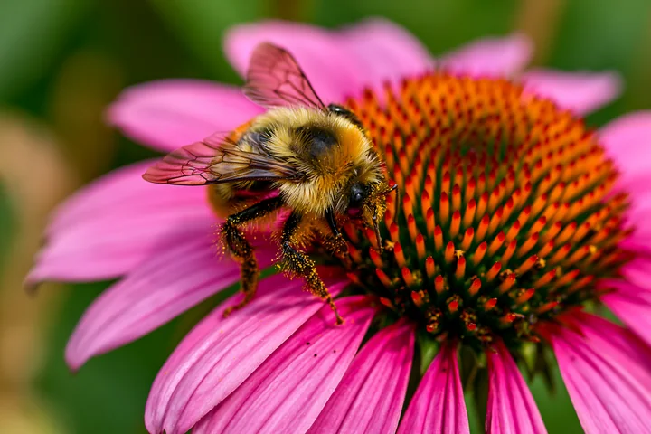 Echinacea flowers in prairie bloom with vibrant pink petals, drawing bees that gather nectar.