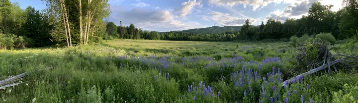 A vast meadow rewilding for Christmas displays lights and scattered driftwood. The scene features lush grass and flowers under a bright sky, set in a natural la