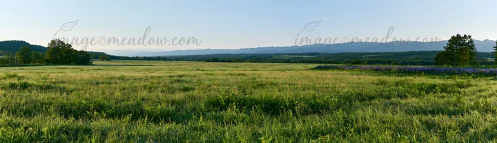 Lush green meadow in Hokkaido features dewdrops on grass blades. The scene captures a vast landscape under clear skies, showing distant mountains and trees.