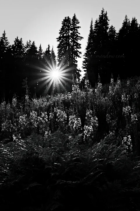 A sunset scene shows a meadow filled with fireweed flowers and tall trees. The light shines through the trees, creating a star-like effect, highlighting the nat