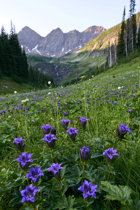 A field filled with purple wildflowers stretches out towards distant mountains. The scene captures the natural beauty of the meadow and a waterfall cascading do