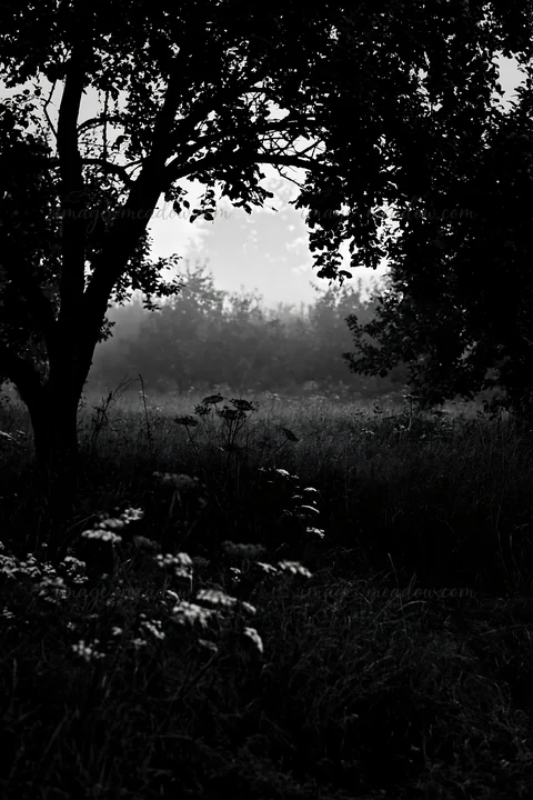A foggy orchard meadow features silhouettes of trees and wildflowers. The scene captures the quiet of early morning with a soft mist covering the ground and dis