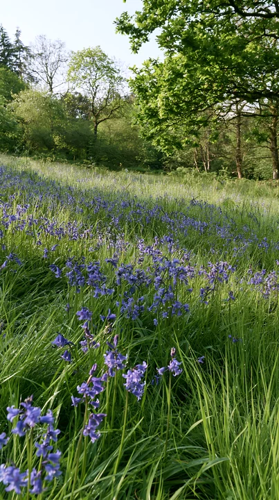 Bright meadow with clusters of blue flowers at the edge of a forest. Tall grass sways gently in the breeze. Trees provide shade in the background. The scene rep