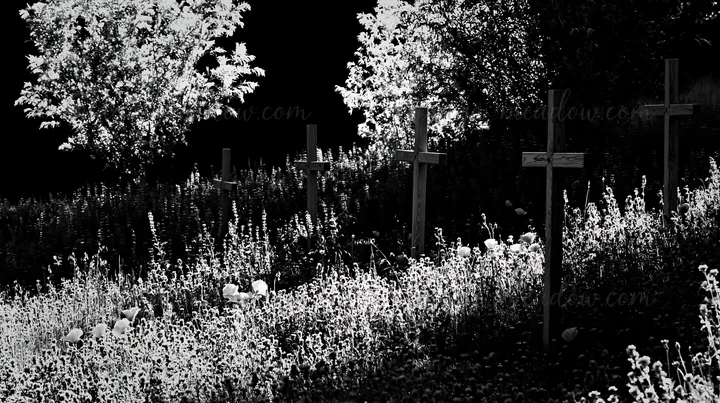 Four wooden crosses stand in a meadow during Christmas. The foreground shows flowers and plants surrounding the crosses. Trees provide backdrop with light filte