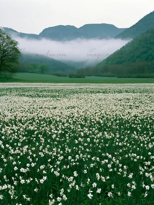 A wide meadow is covered in white flowers, with green hills in the background. Mist rolls through the mountains of the French Pyrenees, adding a soft feel to th