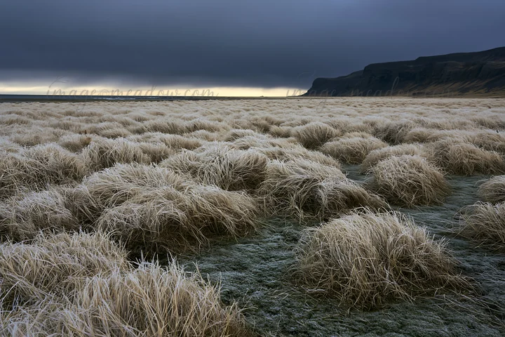 A frosty coastal meadow features tufts of grass covered in frost under a cloudy sky. The landscape shows a rugged coastline in the background with distant cliff