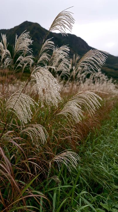 Rain droplets cling to strands of native grass in Fukui, capturing the greenery of the meadow under a cloudy sky. The scene shows a lush landscape with varied g
