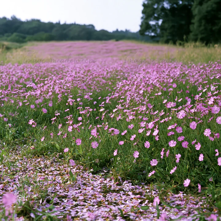 A landscape shows a meadow in Fukuoka filled with pink flowers and fallen blossoms scattered on the ground. The scene captures natural beauty in the spring seas