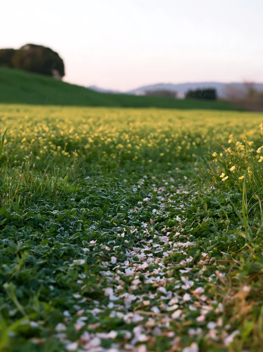 The scene shows a meadow in Fukuoka during springtime with fallen blossoms scattered across the grass. The landscape features green grass and distant hills unde