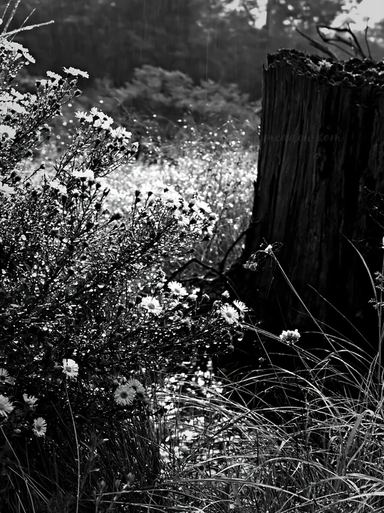 A weathered stump stands among wildflowers in a meadow. The scene shows grasses and small blossoms, creating a natural setting in Fukushima. Light reflects off