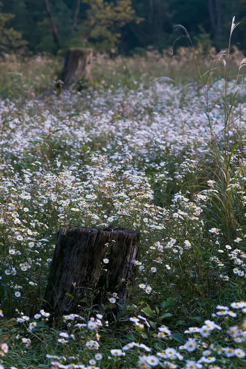 A meadow in Fukushima filled with wildflowers and a weathered stump. The flowers are abundant, creating a natural landscape in a rural setting.
