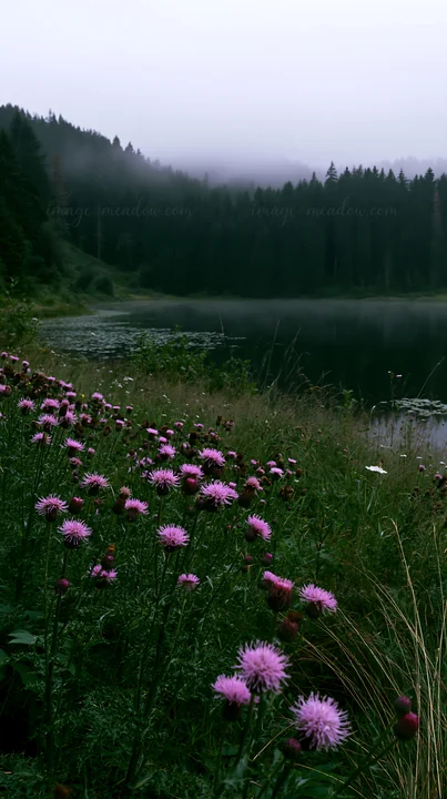 The scene shows a meadow at a German lake surrounded by trees. Pink flowers grow in the grass near still water. Mist covers the trees in the distance, creating