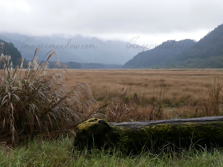 A moss-covered log lies in a meadow in Gifu, surrounded by tall grasses and distant mountains. The area is shrouded in overcast skies, creating a soft light.