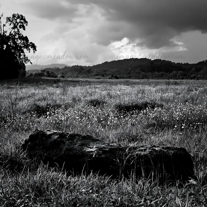 A low-carbon meadow in Gifu features a mossy log resting on green grass. Dark clouds loom in the sky, suggesting a change in weather. This scene captures the na