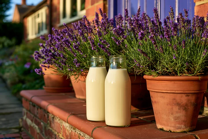 Glass milk bottles on a doorstep at sunrise sit next to pots of lavender flowers.