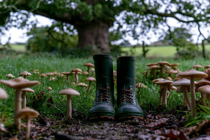 Green rubber boots are placed in a meadow beneath an oak tree.