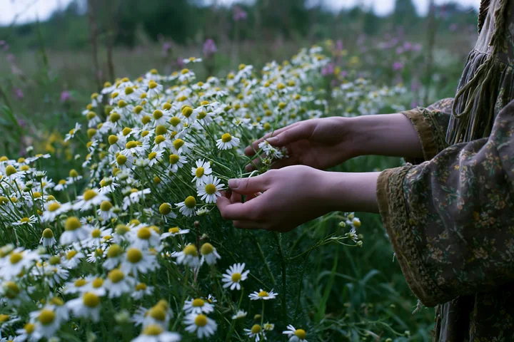 Hands are plucking daisies in a lush field filled with various wild flowers.
