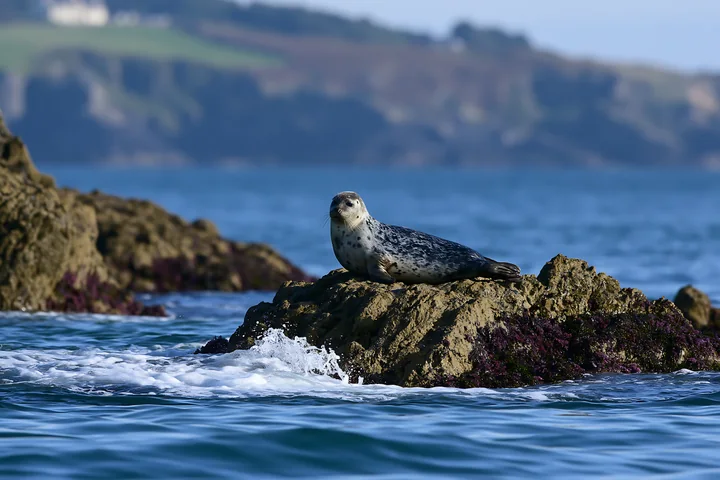 Harbor seal resting on a seaweed-covered rock beside ocean waves and distant coastal cliffs.