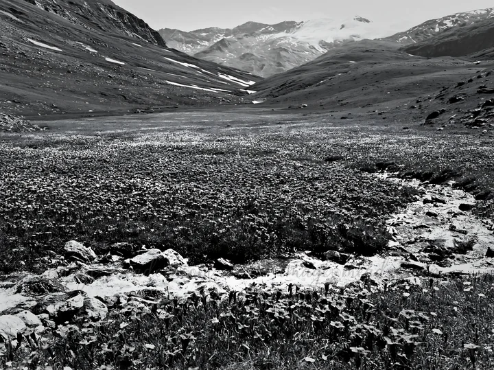 A flower meadow stretches beside a brook, surrounded by mountains. The scene captures the contrast of flowers and water against the rugged terrain. Soft sunligh