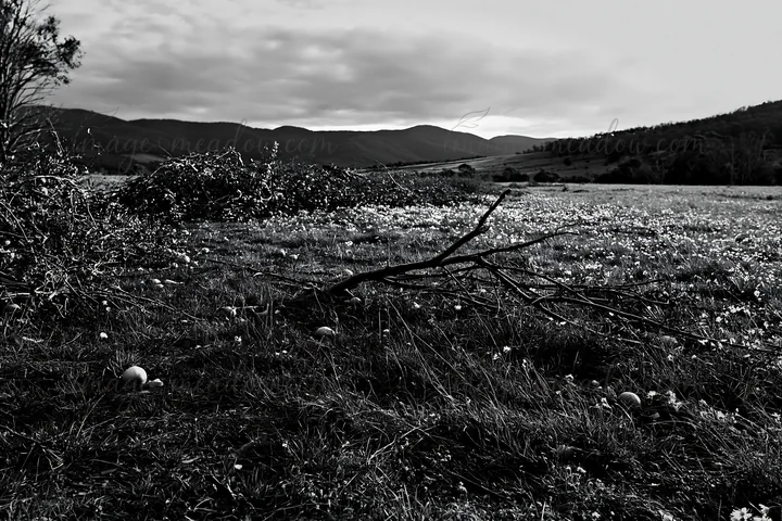 An open meadow in the highlands is filled with apple trees and scattered fallen branches. The landscape features distant mountains under a cloudy sky. The groun