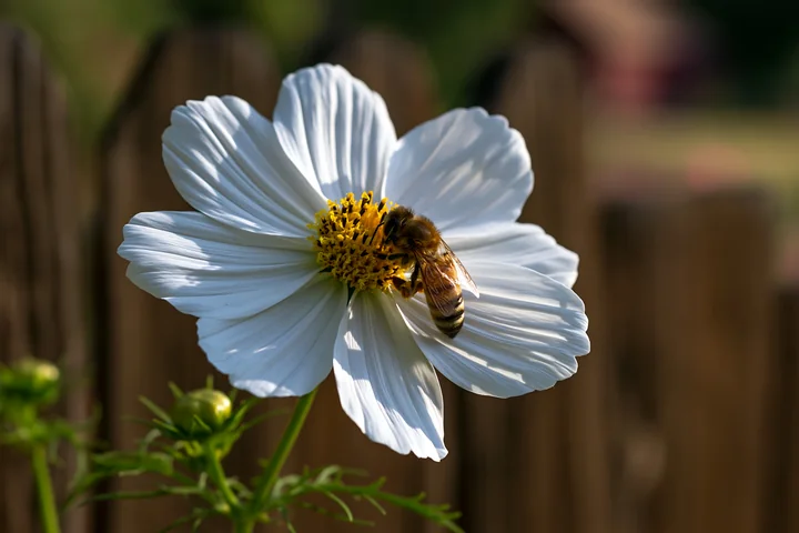 Honey bee searches the yellow center of a white flower in a close-up garden scene.