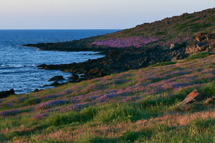 A vibrant meadow with purple flowers covers the hillside near the rocky coast. The sun sets over the water, creating a warm glow along the landscape. Waves cras
