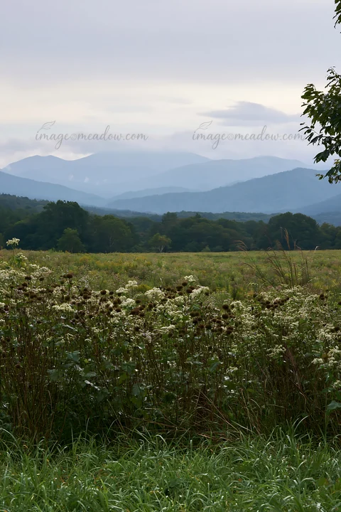 A meadow in Iwate features tall seedheads in the foreground after a rain. Mountains rise in the background under a cloudy sky. The scene illustrates the beauty