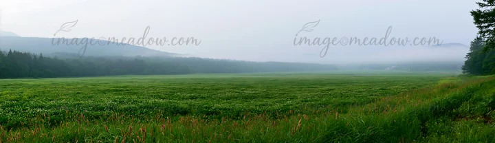 Rain falls gently over the meadow in Iwate, showcasing seedheads in the foreground with lush green grass. Soft fog rises from the distant hills, creating a tran
