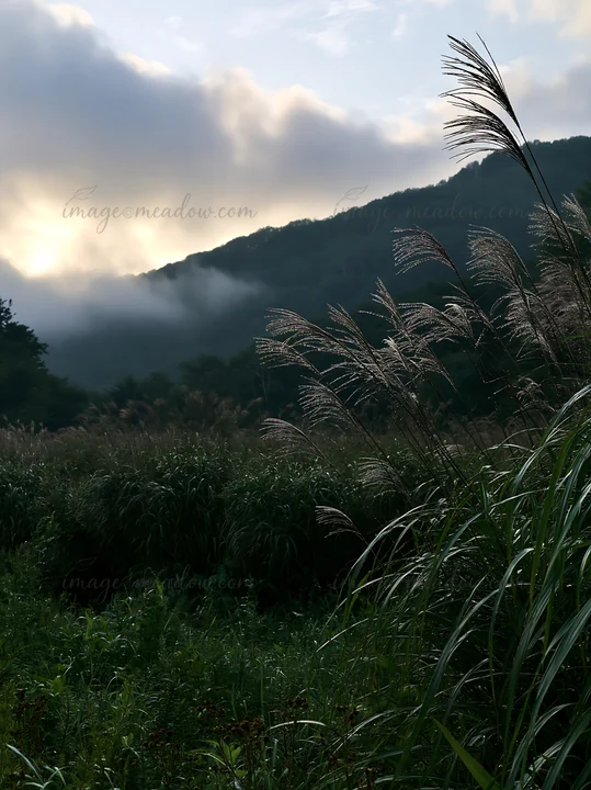 Rain in Iwate has brought life to the meadow. Seedheads rise in the foreground with a backdrop of misty mountains. The scene captures a sense of renewal and nat