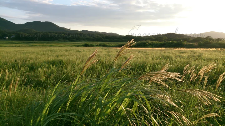 The scene shows tall seedheads in a meadow after rain in Iwate. The green grass is highlighted against the soft light of dusk, with mountains in the background.