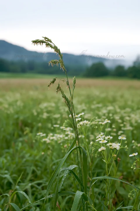 A meadow in Iwate shows tall seedheads standing above green grass after rain. The background includes distant hills and a cloudy sky, creating an open landscape