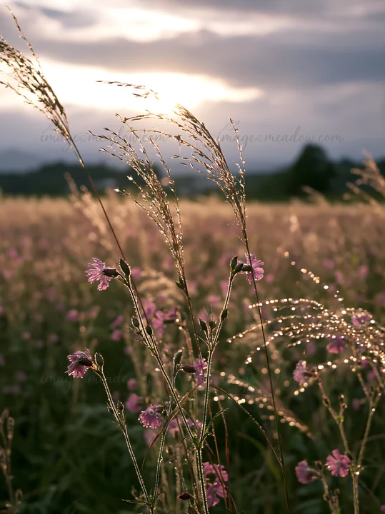 Water droplets cling to meadow seedheads and flowers following rain in Iwate. The scene shows a field illuminated by soft light with a cloudy sky above.