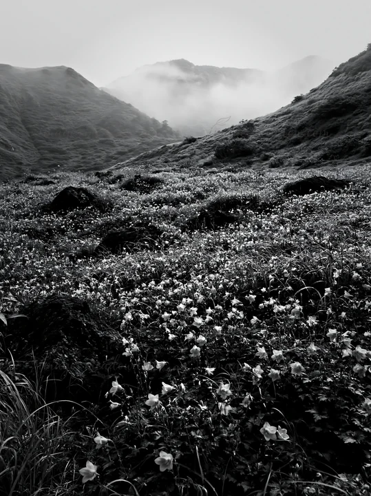 The scene shows a meadow in Kanagawa with volcanic stones scattered among green grass and purple flowers. Mist covers the distant hills, creating a natural envi
