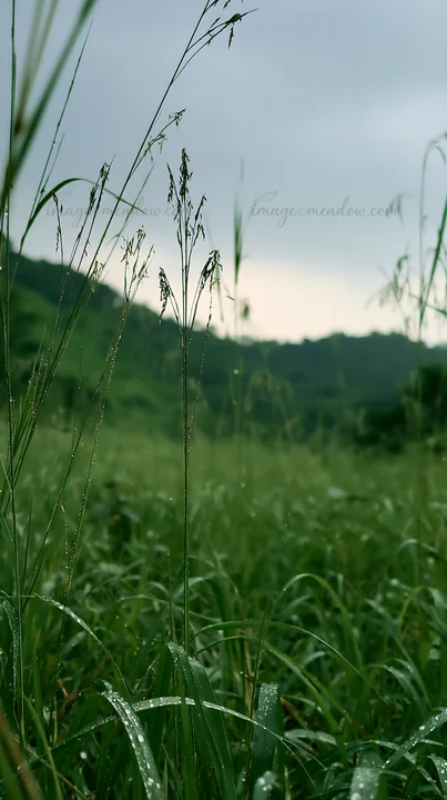 Beaded grasses stand tall in a Kochi meadow as rain falls. The landscape shows rolling hills under a cloudy sky with moisture on the foliage.