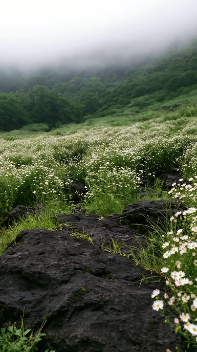 Dark volcanic rock is visible in the foreground of a meadow. White flowers bloom in a lush field surrounded by greenery and misty hills in the background.