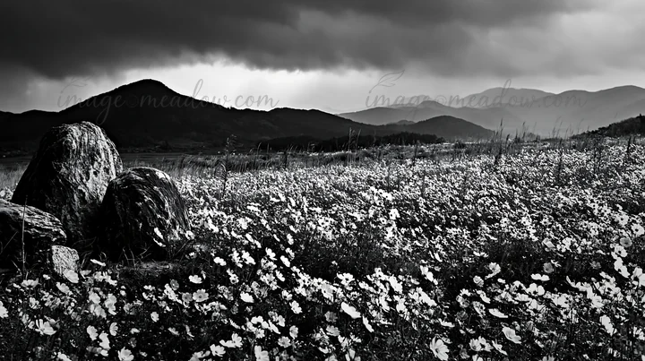 A meadow filled with wildflowers in Kyoto features stones in the foreground. The scene shows a mountain range in the background under a cloudy sky. Presented as