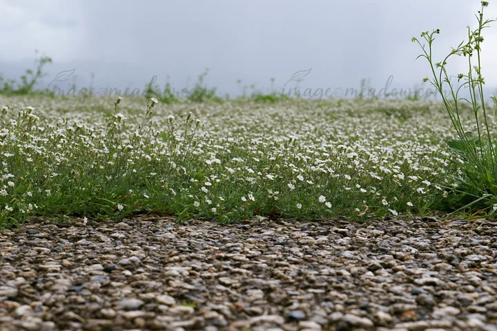 A meadow filled with wildflowers grows next to a stone path in Kyoto during spring. The flowers create a dense carpet of color against the rocky terrain.