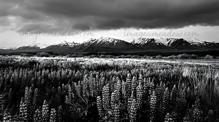 Snow-covered mountains stand in the background of a meadow filled with flowers. The landscape is dark, capturing a moment at Lake Tekapo in New Zealand. Clouds