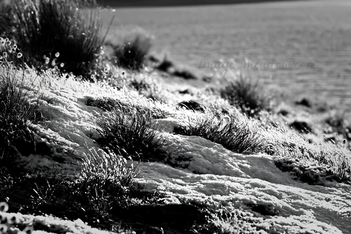 A meadow by the lake shows fresh snow covering grass and plants. The snow glistens under the light, creating a winter scene. This moment captures the beauty of
