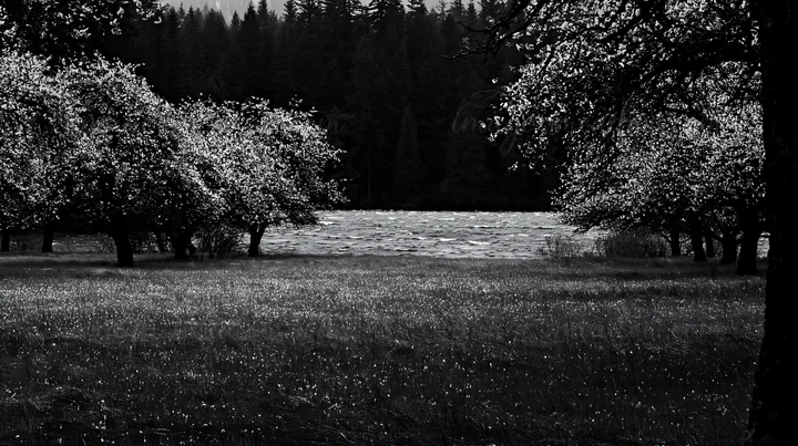 An orchard with trees stands by a lake. The scene captures a meadow with water in the background. This photograph shows nature in black and white without any hu