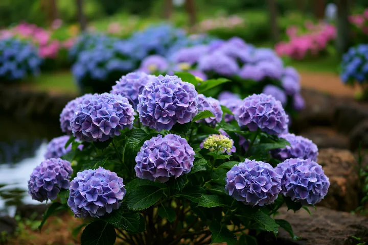 Large clusters of hydrangea flowers bloom on an island covered with hydrangeas, showcasing shades of purple and green.