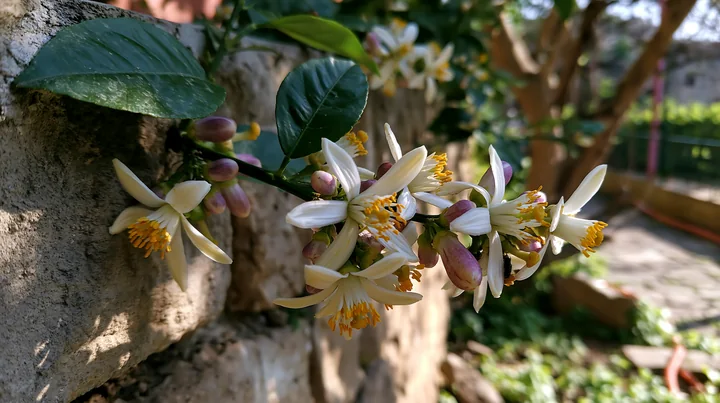 Lemon tree blossoms in sunlight show white flowers with yellow centers on a green branch, growing near a stone wall in a garden.
