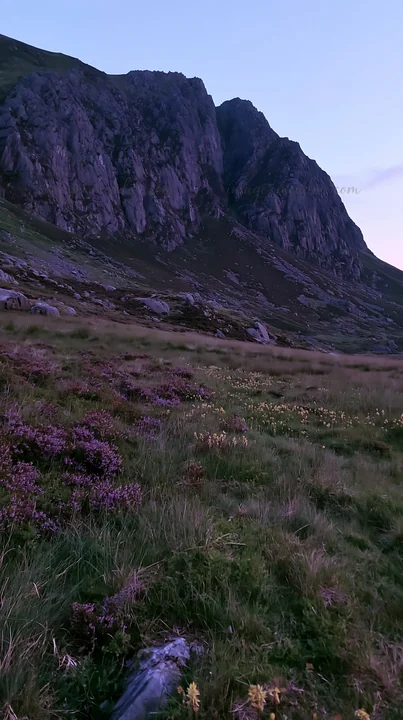 A meadow is filled with wildflowers under craggy mountains during twilight. The landscape features rocks and various grasses, creating a natural scene in this r