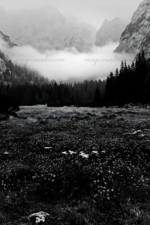 A meadow filled with purple flowers is located beneath craggy mountains. Fog covers the peaks, creating a misty scene early in the day. Presented as a premium h