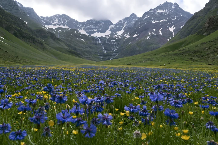 A meadow filled with blue and yellow flowers is situated below a waterfall in a mountain valley. The landscape features steep green hills and snow-capped peaks