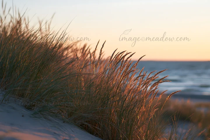 Seedheads sway gently in the wind as the sun sets over the water. Located by the shoreline, the evening light creates a warm glow, highlighting the natural beau