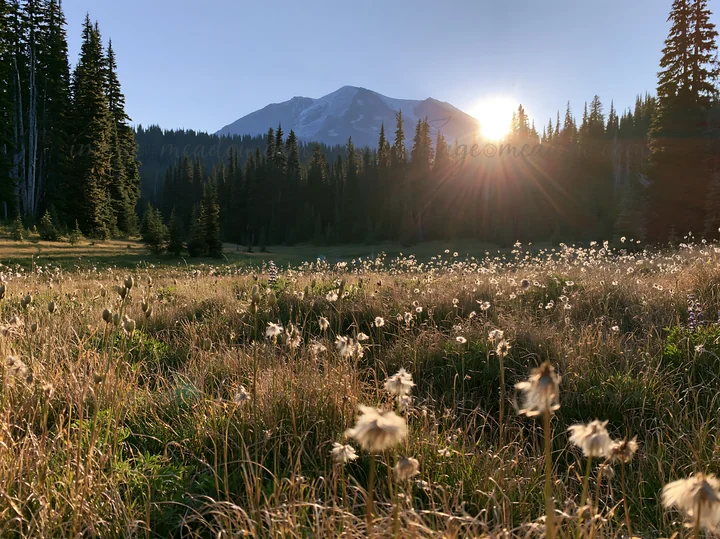 Meadow filled with seedheads illuminated by the setting sun. The scene shows mountains and tall trees surrounding the grassy area during dusk. Shadows stretch a