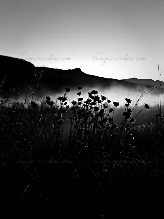 Meadow seedheads stand silhouetted against a colorful dusk sky, capturing the light from the fading sun. The scene conveys a tranquil moment as night falls. Pre